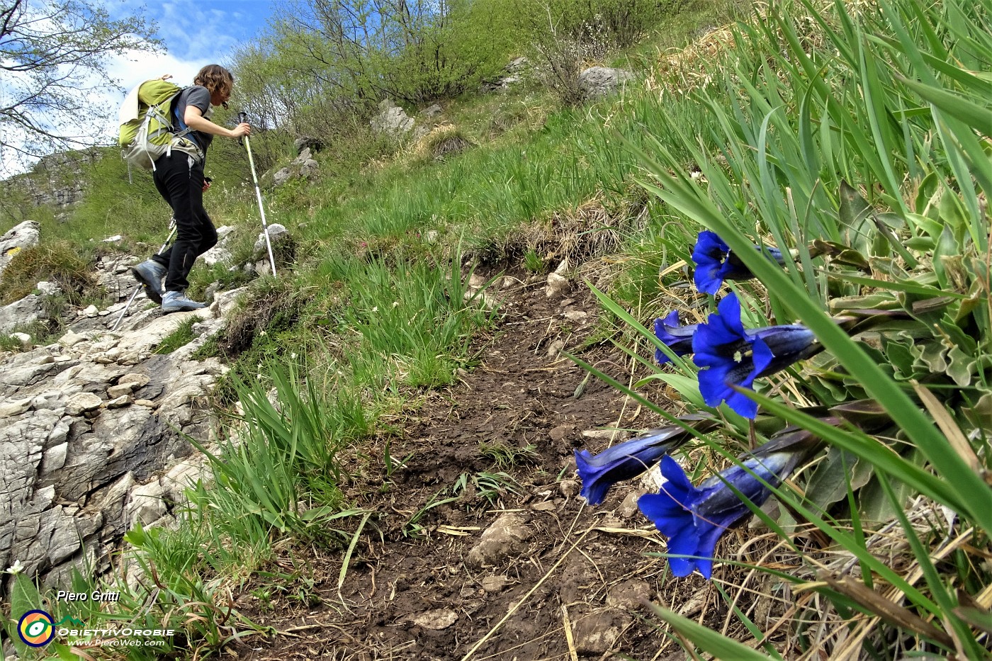 52 In ripida salita la genziana primaticcia ci accompagna sul sentiero .JPG